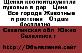 Щенки ксолоитцкуинтли пуховые в дар › Цена ­ 1 - Все города Животные и растения » Отдам бесплатно   . Сахалинская обл.,Южно-Сахалинск г.